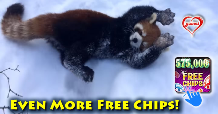 red-panda-snow