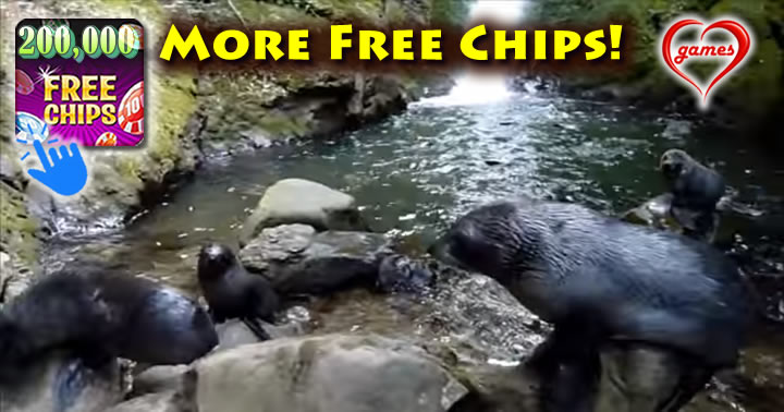 seals-new-zealand