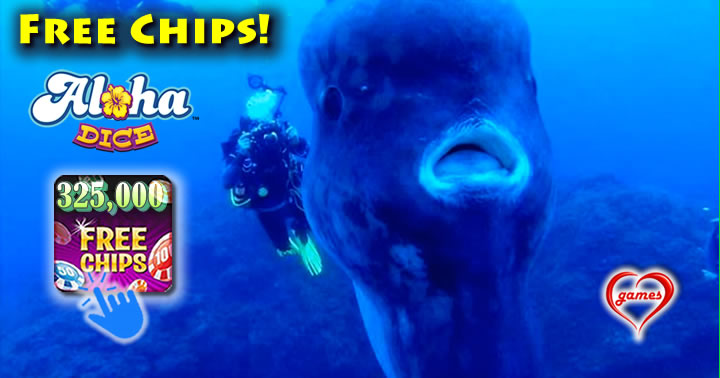 sun-fish-divers