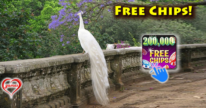 white-peacock