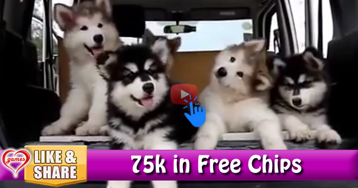 5dogs