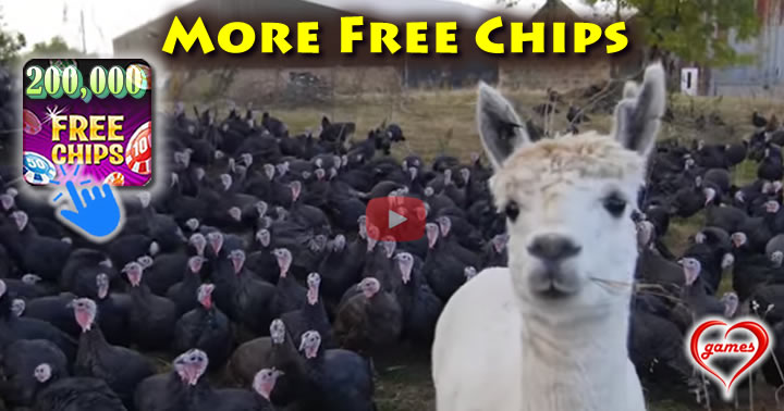 alpaca-turkey-herder2
