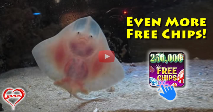 baby-stingray