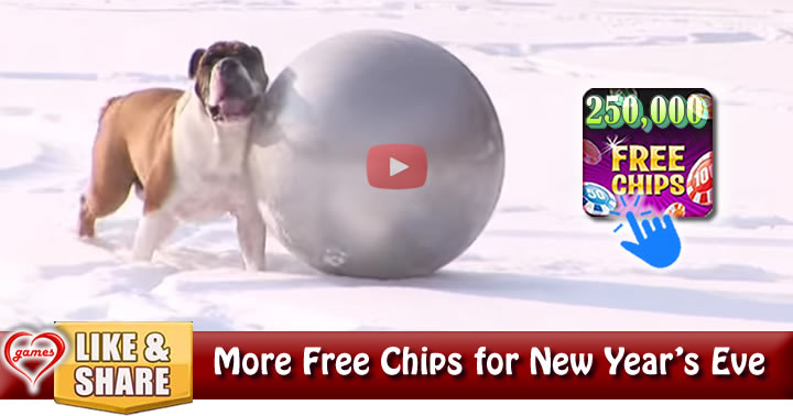 bulldog-snowball