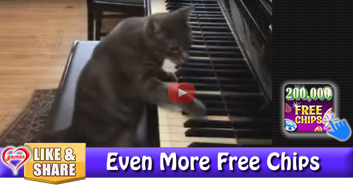 cat-piano