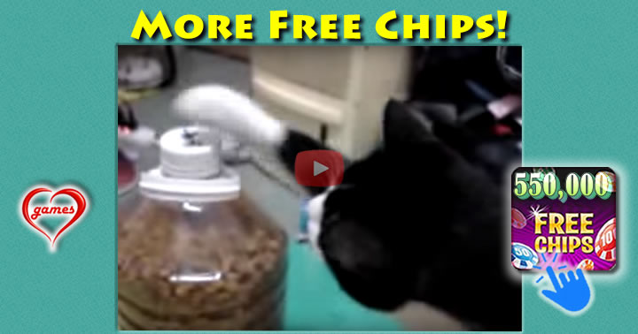 cat-unscrews-top