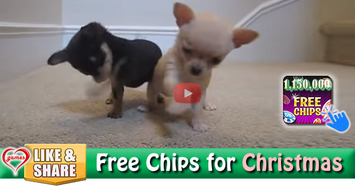 chihuahus