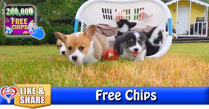 corgi-puppies