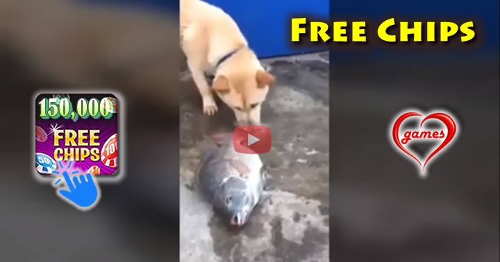 dog-fish-saver