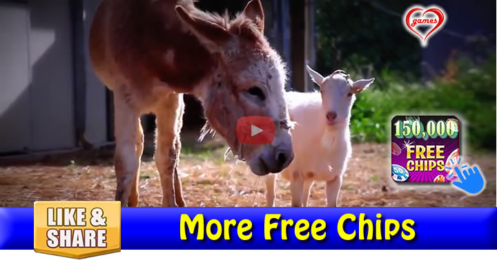 donkey-goat