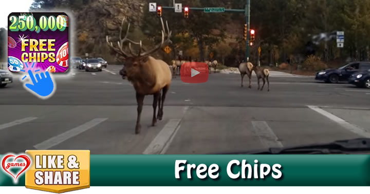 elkcrossing