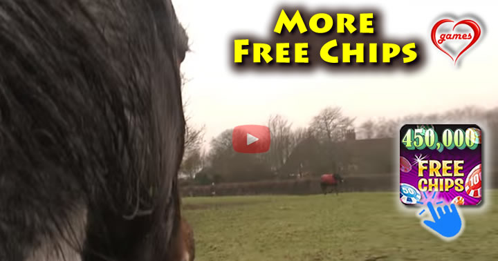 horse-reunion