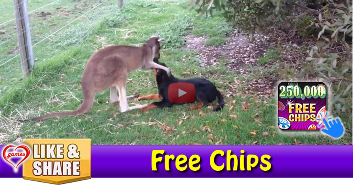 kangaroo-dog