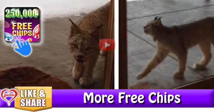 lynx