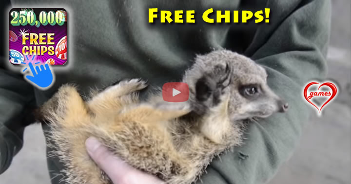meerkat-laugh