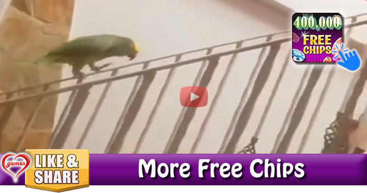 parrot-slides2