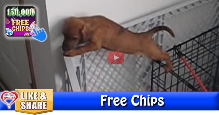 puppy-escape
