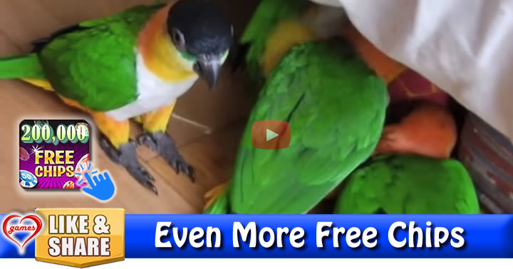 rugby-parrots