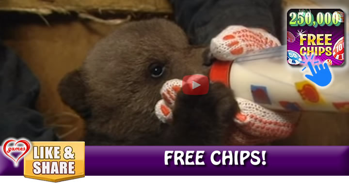 baby-bear-rescue