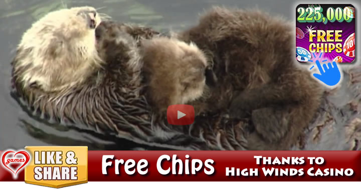 baby-otterl