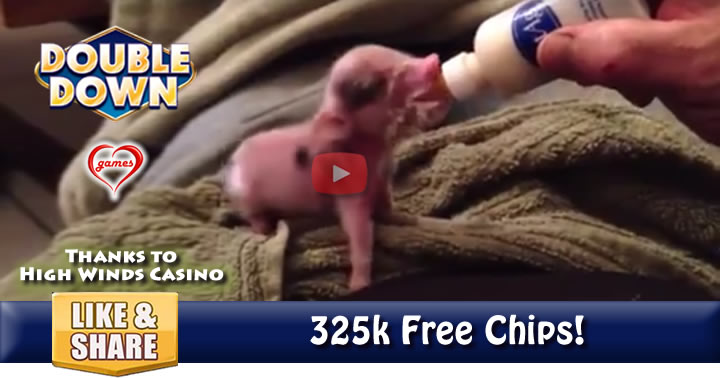 baby-pig-2