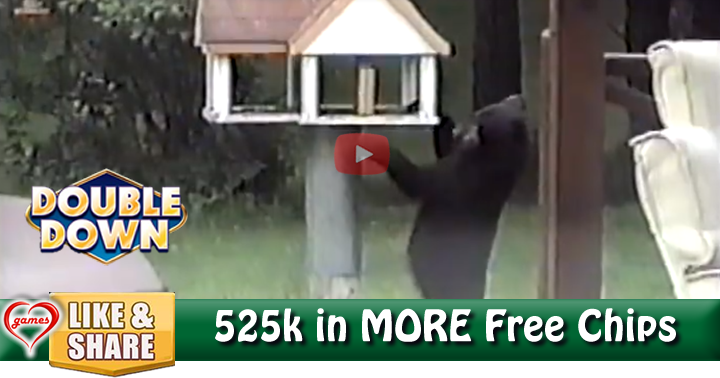 bear-bird-house-2