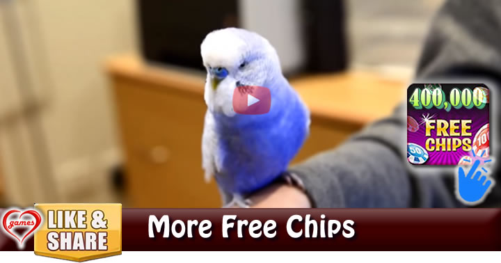 budgie-r2d2