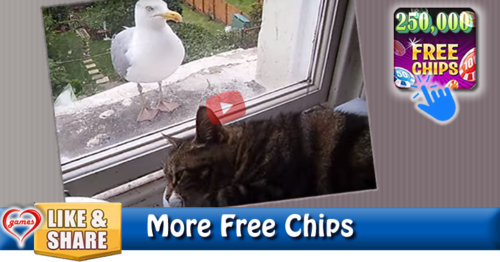 cat-seagull-2