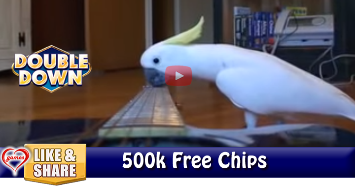 cockatoo-guitar-3