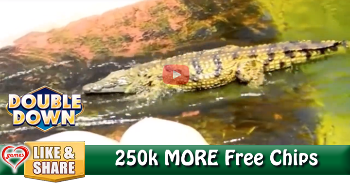 croc-slide-2