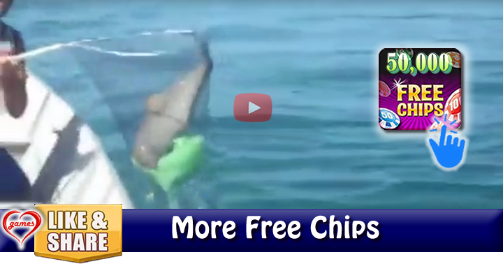 dolphin-rescue2
