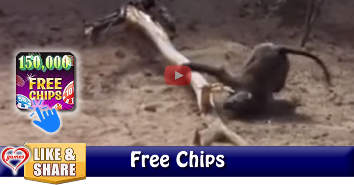 drunk-animal-2