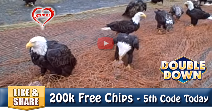 eagle-lunch-2