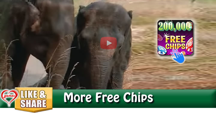 elephant-reunion