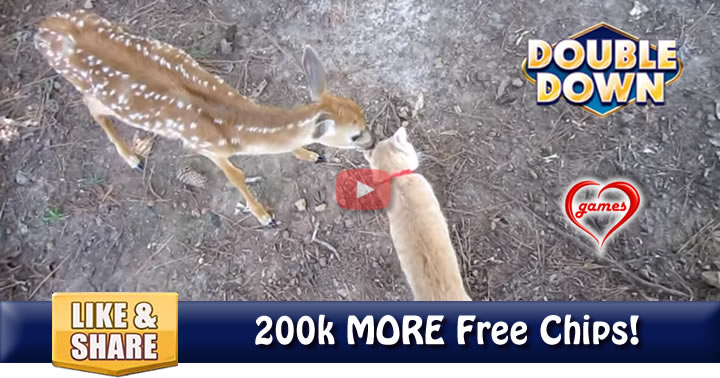fawn-cat