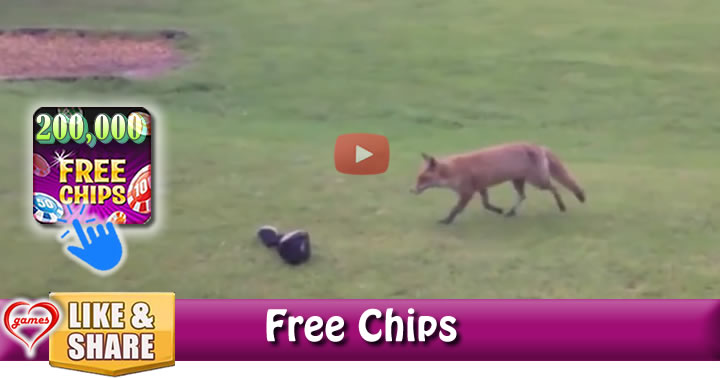fox-golf