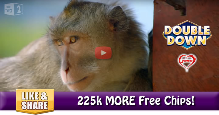 monkey-thief4