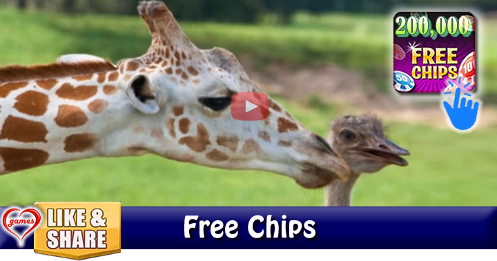 ostrich-giraffe-4