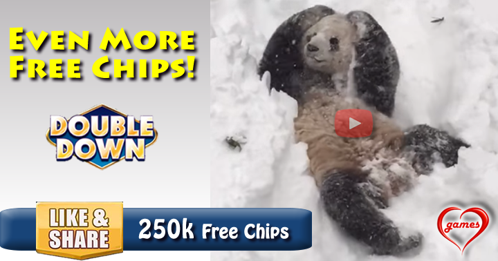 panda-snow-2