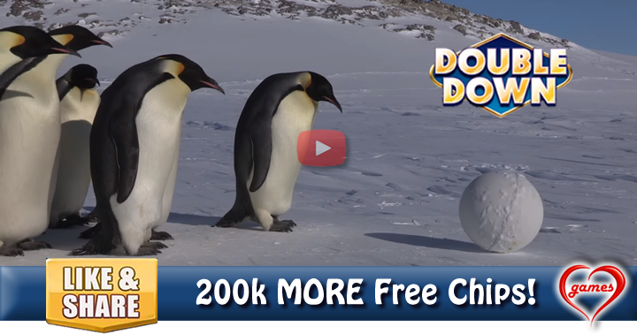 penguin-cam-2