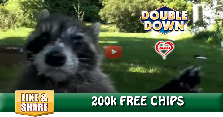 racoon-feeding-2