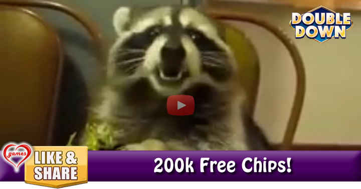 racoon-laugh
