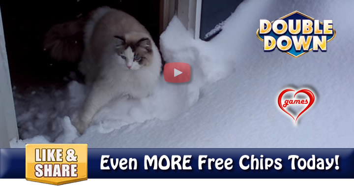 ragdoll-snow