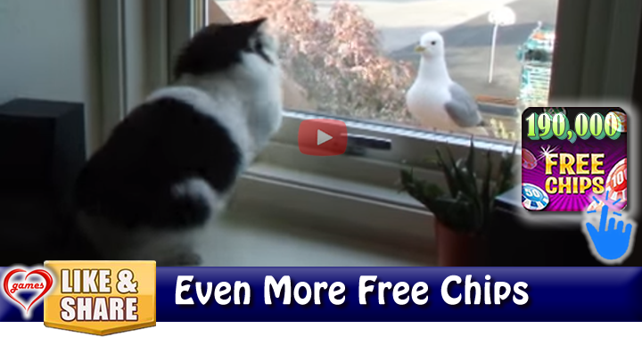 seagull-2-friends2