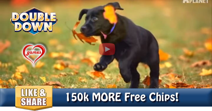 too-cute-black-labs-3