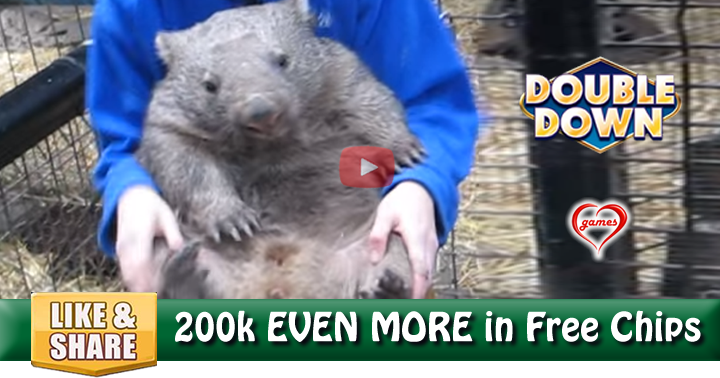 wombat-2