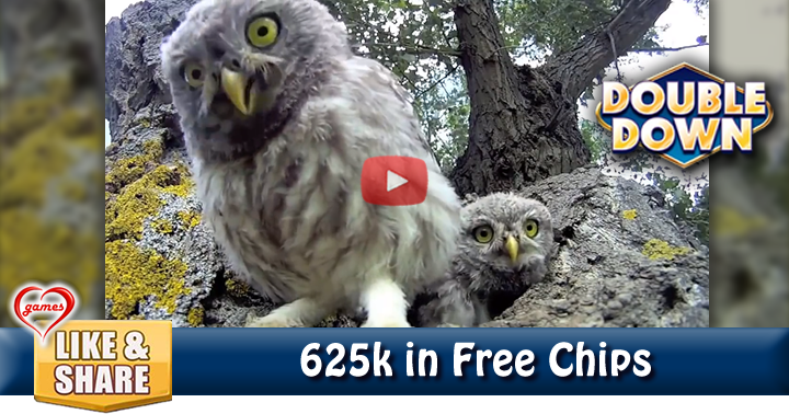baby-owl-2