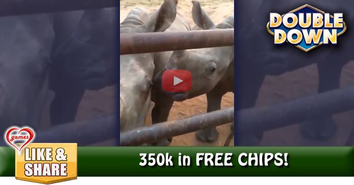 baby-rhino-sounds-2