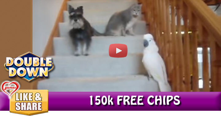 do-cat-bird-2-2