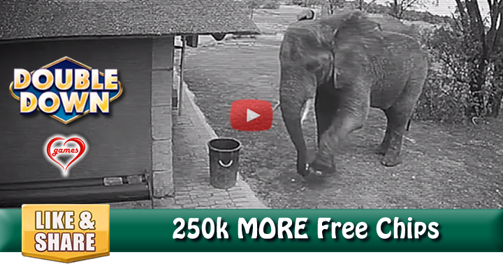 elephant-trash-2